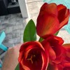 Beautiful 5 Bloom Orange Tulip Bunch
