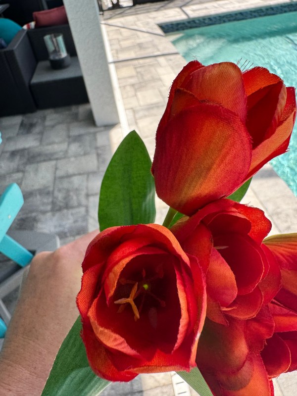 Beautiful 5 Bloom Orange Tulip Bunch