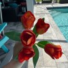 Beautiful 5 Bloom Orange Tulip Bunch