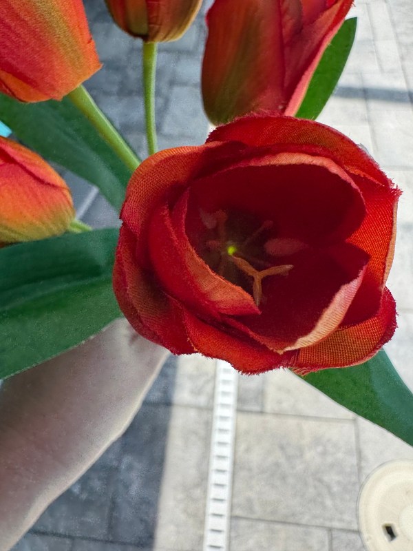 Beautiful 5 Bloom Orange Tulip Bunch
