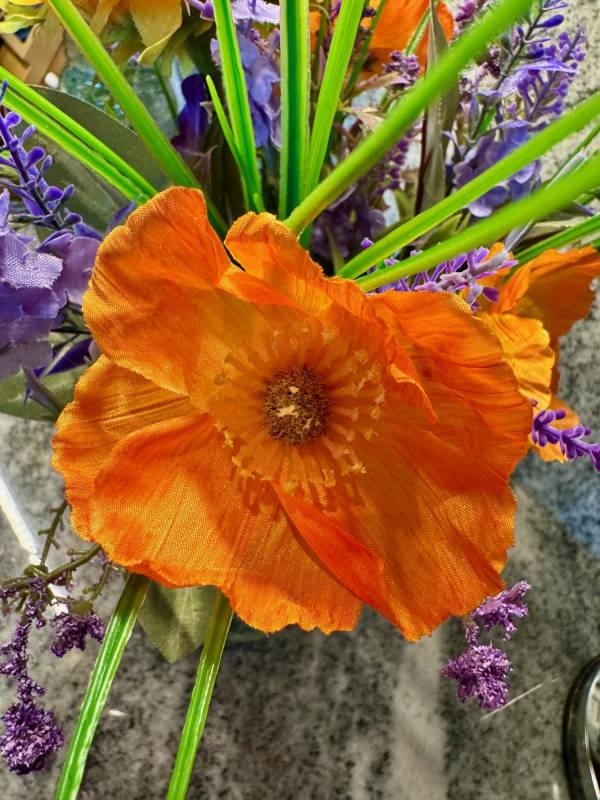 up close of single orange poppy